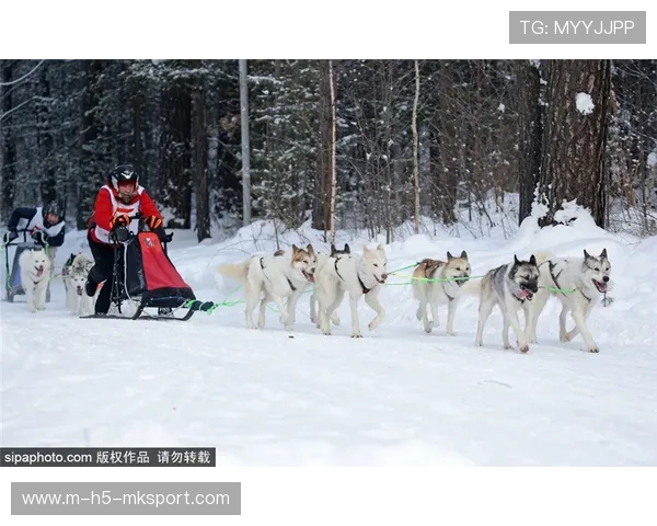 雪橇锦标：俄罗斯队稳步上升，冲击金牌！，俄罗斯雪橇犬